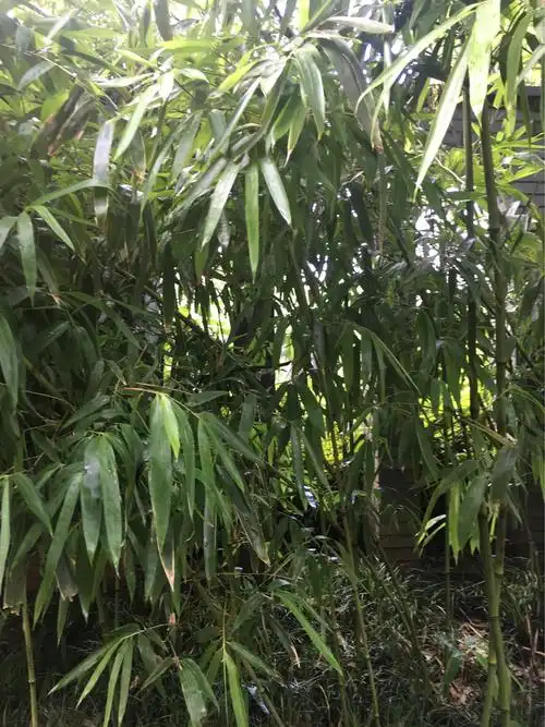 2018.826至27日湖州安吉游(副本) - 美篇