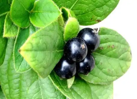 金银花果实能吃吗