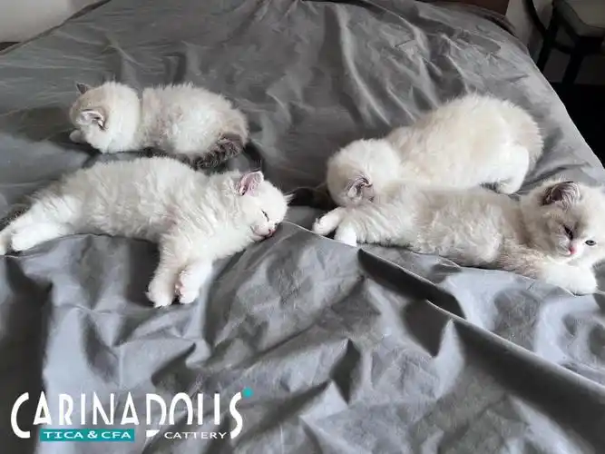 布偶猫  #布偶猫舍  #厦门布偶猫舍  #养猫  #小奶猫  #吸猫  #日常