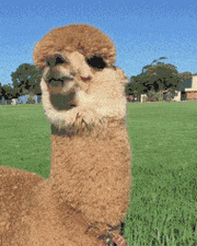 190_237gif 动态图 动图