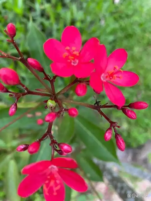 琴叶珊瑚,别称南洋樱花,日日樱,南洋樱,变叶珊瑚花等.