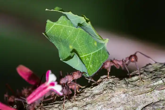 雨林地面上的切叶蚁