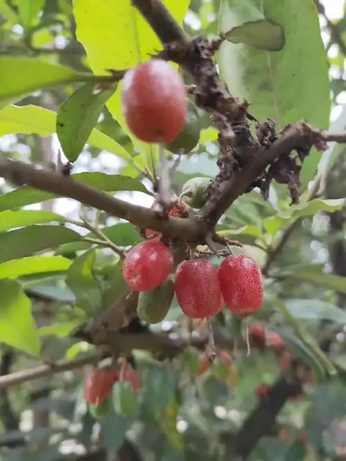 羊奶果四川绵阳野株 - 羊奶果 - 水果邦农人之家论坛