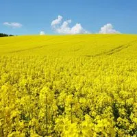 油菜花头像黄色油菜花图片大全