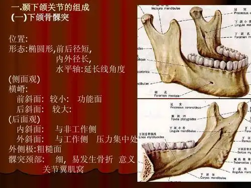 04第四节 颞下颌关节的毗邻及其临床意义ppt
