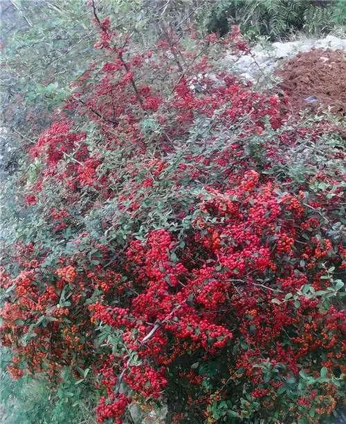 如今很多进城的农村老乡或许发现了,这个红子刺成了很多大城市的"贵客