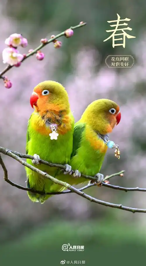 春日花鸟同框的双倍美好##春天小花小鸟壁纸