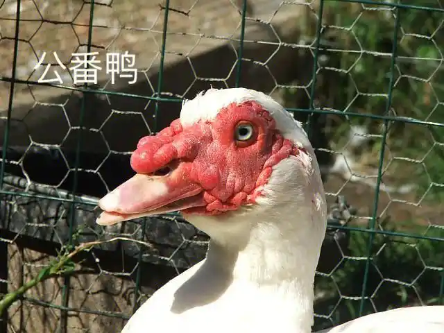 新手养鸭教程16(下)-鸭子怎么分公母