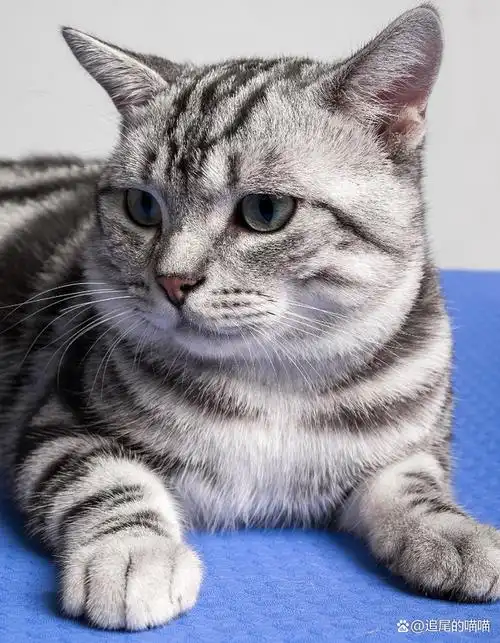 纯正血统的美短猫具有的几个特征