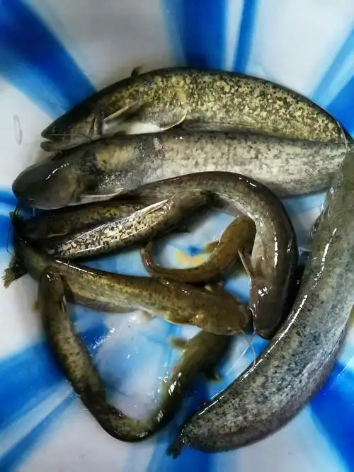 价格表 写美篇盘江源缘农庄位于美丽的北盘江湖畔,主营盘江野生河鱼