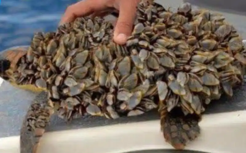 可恶的藤壶寄生在海龟身体,整个后壳快长满了,帮小家伙好好清理