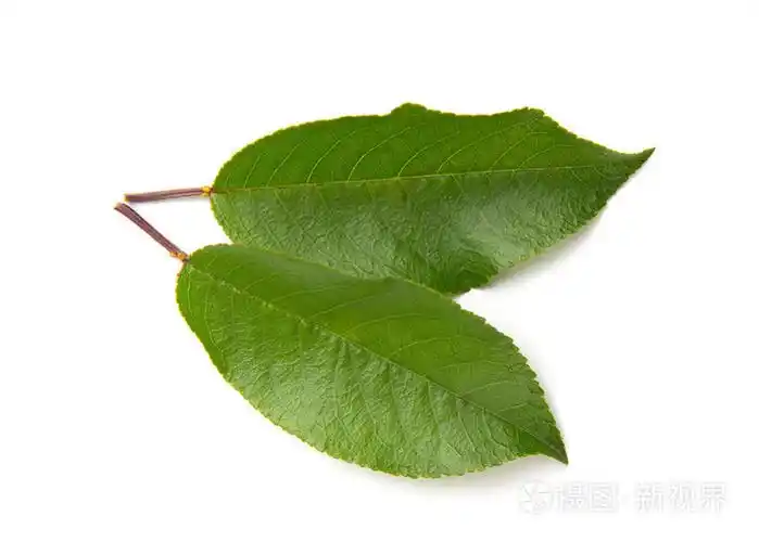 孤立在白色背景上的樱桃两片叶子