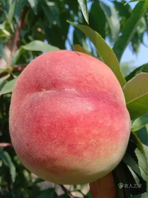 论坛 69 ≡北方果树区≡ 69 桃树论坛 69 早中桃九号