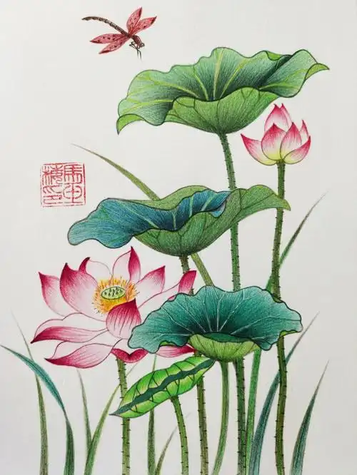 彩铅画荷花