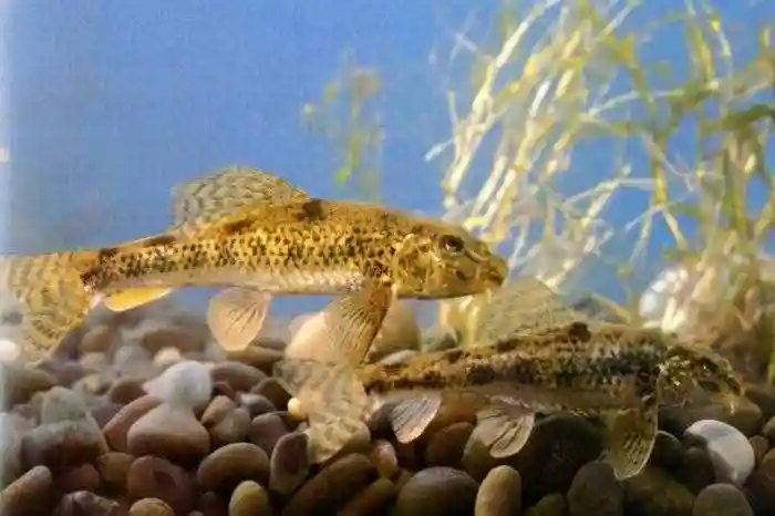 淡水观赏鱼的种类图片中国淡水观赏鱼图集