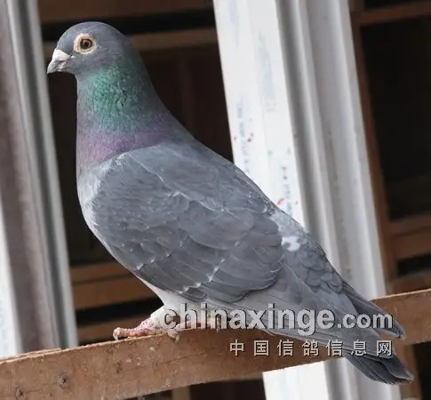 孟强满棚"吴淞"鸽(图)