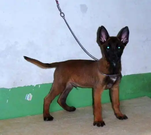 红河州哪里有卖两个月大的马犬的