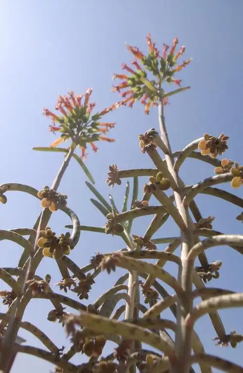 我家不死鸟开花啦