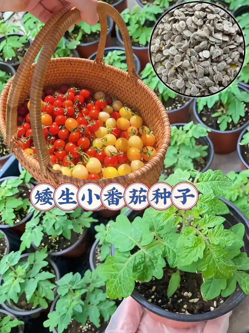 我今天要给大家介绍的是这款矮生番茄种子!