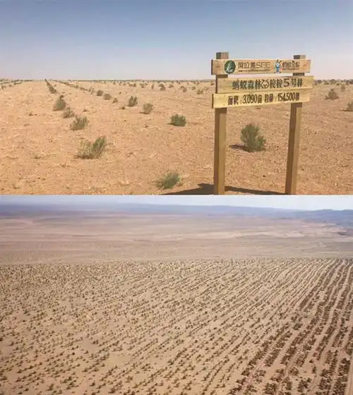 大片蚂蚁森林的小树成了沙漠景点,游客:真想去玩玩!