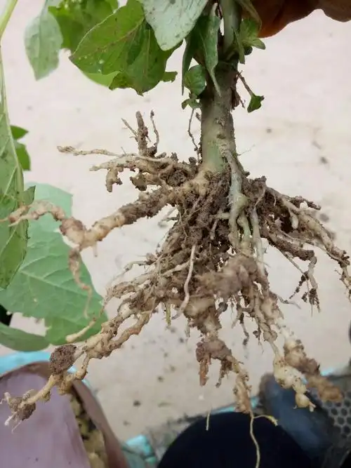 葡萄地里的草,线虫厉害,好的药