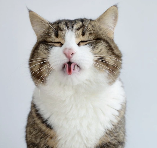 又会卷舌头又会做鬼脸的萌猫,谁见谁动心!