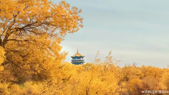 秋天的胡杨林有多美##秋色##遇见美好##散落的色彩##带着微博去旅行