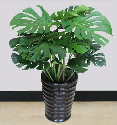 客厅最旺宅的大型植物(客厅最旺宅的大型植物平安树)