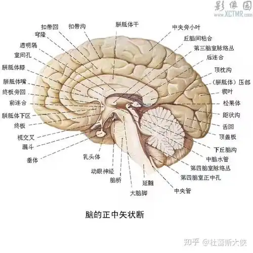 脑正中矢状面的结构特点是什么? - 知乎