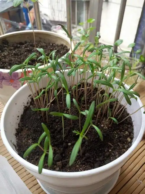 波斯菊的成长日记(^o^)