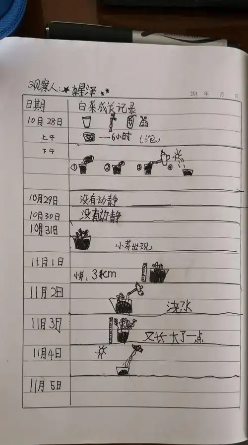 白菜成长记录表