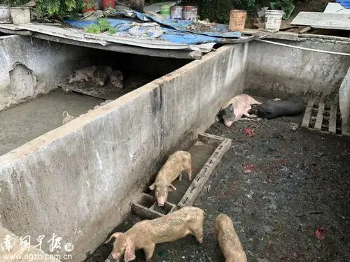 小猪躺在粪便和污水中脏兮兮整改污染点卫生状况依然恶劣