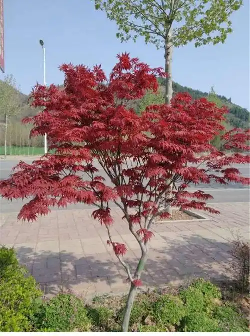 红枫盆景红舞姬观赏客厅阳台领导办公室红枫树苗盆栽树桩盆景出猩猩红