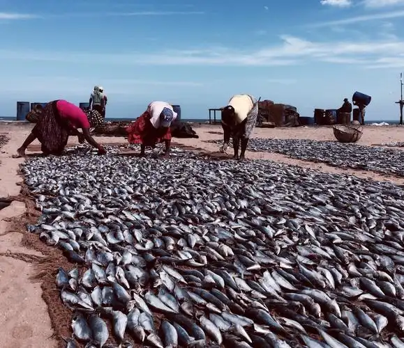 尼甘布鱼市-堆糖,美好生活研究所