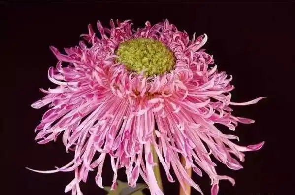 世界最美菊花,终于找齐了!