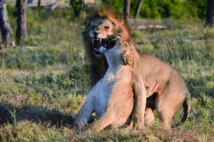 爱的季节动物们是如何交配的