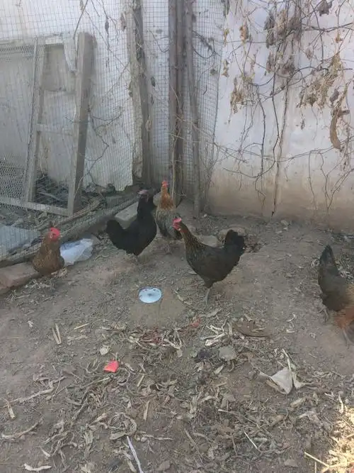 母鸡母鸡真勤奋,每天下蛋咯咯叫.它的叫什么?笨鸡蛋,营养价值超高喔!