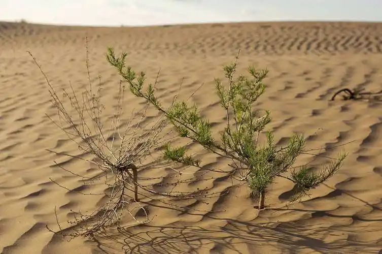 梭梭树是什么树原来梭梭树的作用这么大