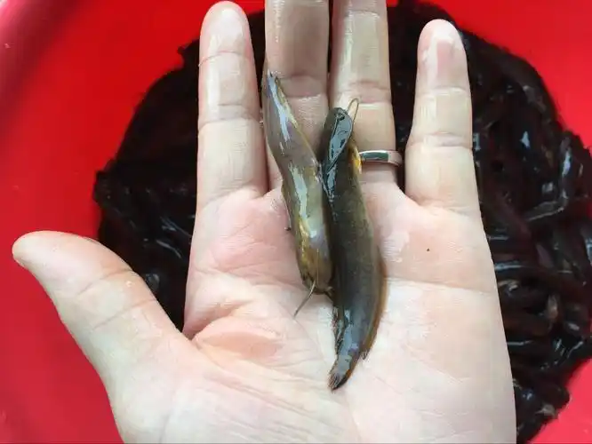 本地塘鲺鱼苗塘角八须胡子鲶鱼苗三黄塘鲺鱼苗活体鱼送货上门