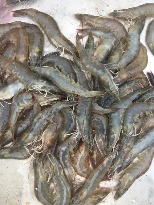 青岛大虾真是个你我都觉得最常见的海鲜,青岛也因大虾出名