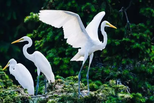 象山公园拍鹭鸟首发
