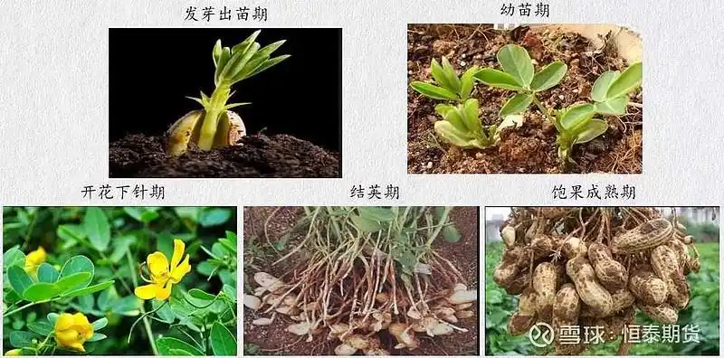 花生是具有无限开花结实习性的作物,生长过程一共有五个生长周期,一般