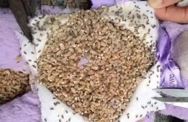 女孩买薰衣草熊剪开肚子后看到这场面里面却是虫子