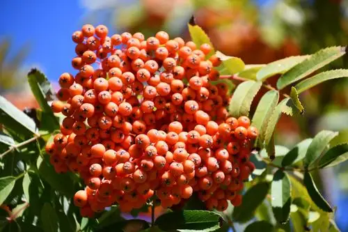 橘黄色的花楸果,原创拍摄_高清图集_新浪网