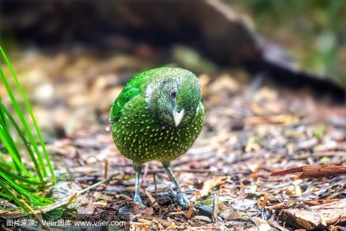 绿猫鸟(ailuroedus crassirostris)