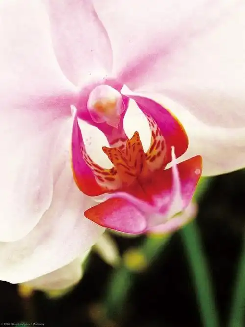 以特写的形式加以放大,使其以局部布满画面,紧凑式构图的画面具有饱满