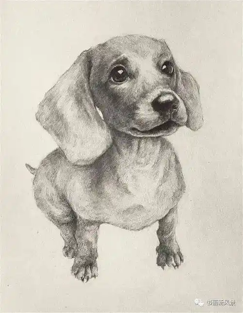 超可爱的一组动物素描画!