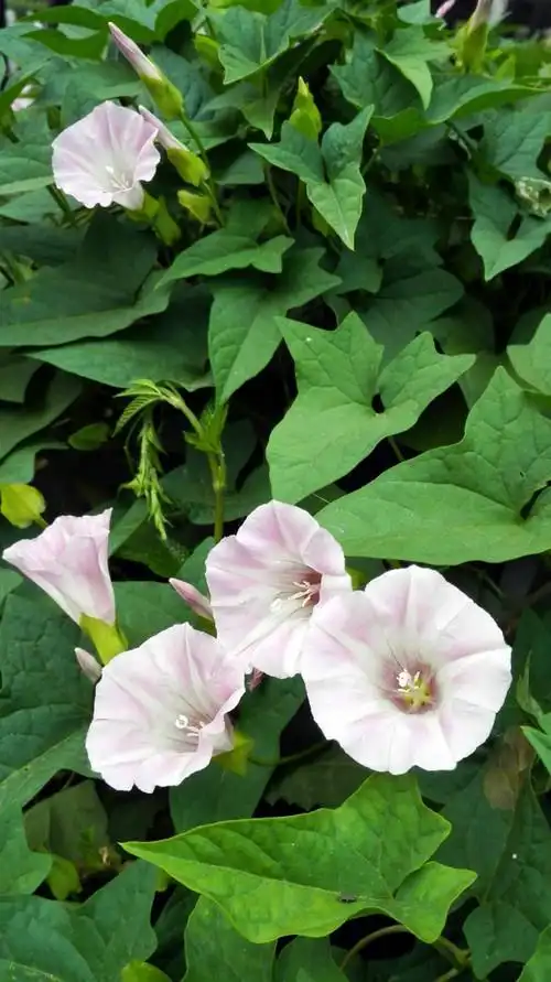 农村常见的打碗花有什么用处?