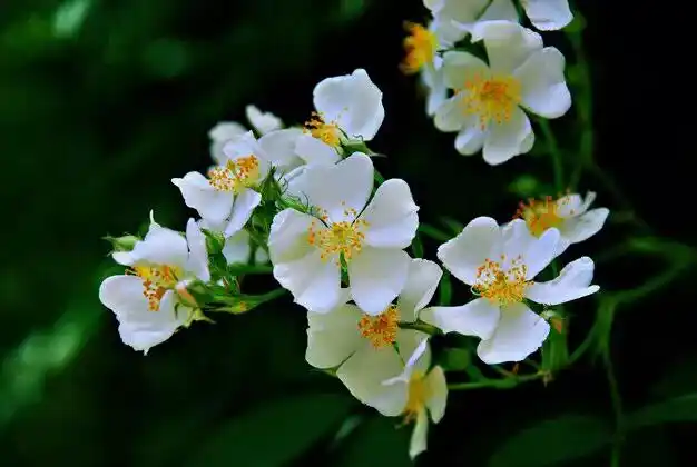 荼蘼花语:虽不能与百花比美,但可一枝独秀.