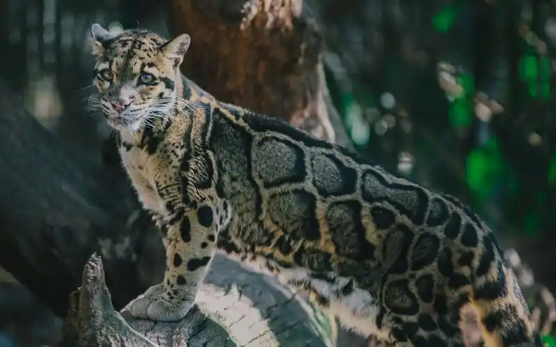 消失的云豹再现喜马拉雅山,本是高兴的事情,为何专家却忧心忡忡